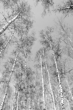 Siyah beyaz huş ağacı grove