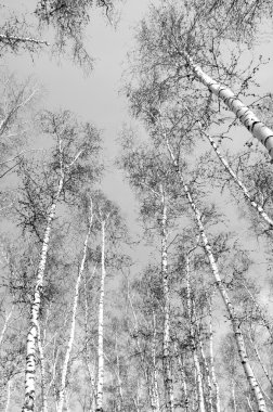 Siyah beyaz huş ağacı grove