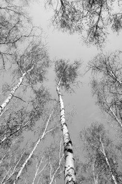Siyah beyaz huş ağacı grove