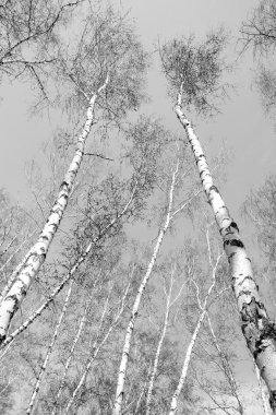 Siyah beyaz huş ağacı grove