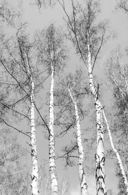 Siyah beyaz huş ağacı grove