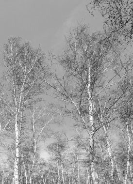 Siyah beyaz huş ağacı grove