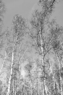 Siyah beyaz huş ağacı grove