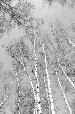 Siyah beyaz huş ağacı grove