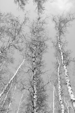 Siyah beyaz huş ağacı grove