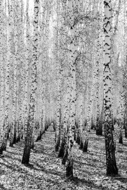 Siyah beyaz huş ağacı grove