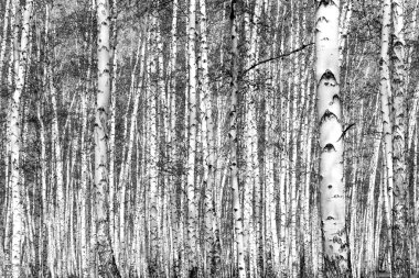 Siyah beyaz huş ağacı grove
