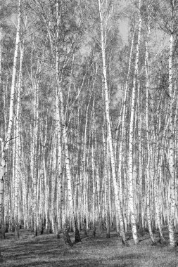 Siyah beyaz huş ağacı grove