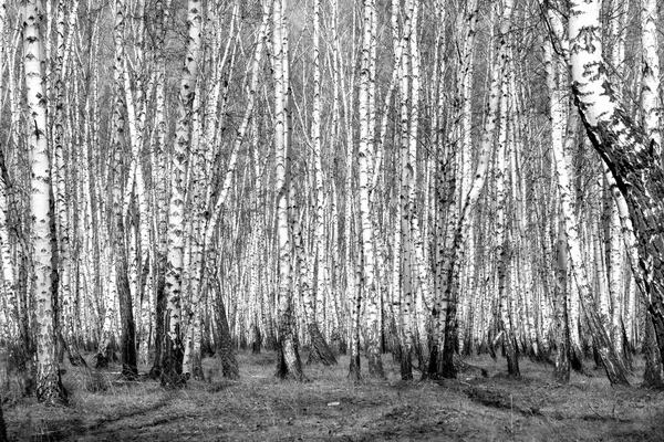Siyah beyaz huş ağacı grove