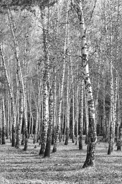 Siyah beyaz huş ağacı grove