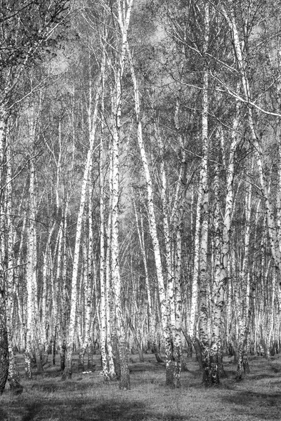 Siyah beyaz huş ağacı grove