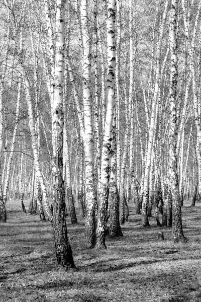 Siyah beyaz huş ağacı grove