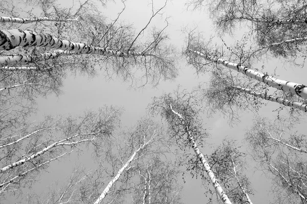 Berk grove in zwart-wit — Stockfoto