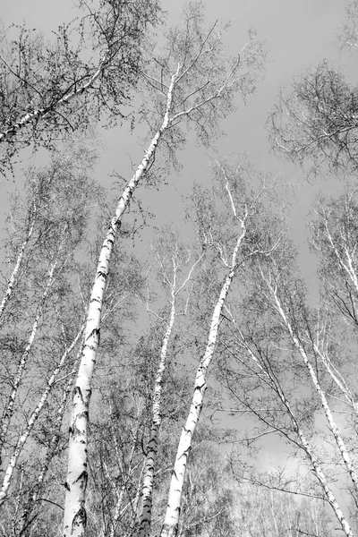 Siyah beyaz huş ağacı grove