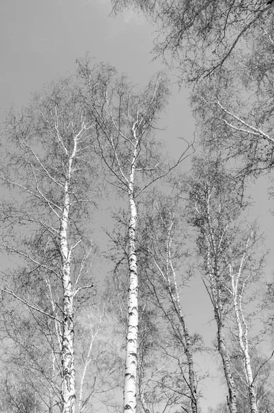 Bouleau en noir et blanc — Photo