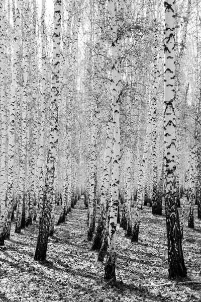 Siyah beyaz huş ağacı grove