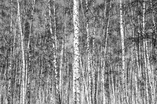 Birch grove in black and white — Stock Photo, Image