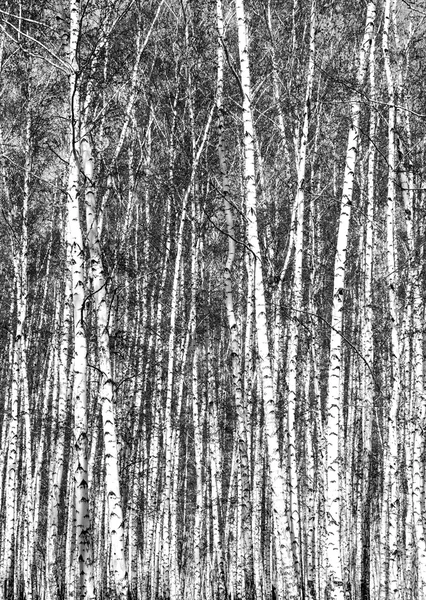 Siyah beyaz huş ağacı grove
