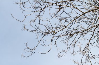 Çıplak ağaç dalları