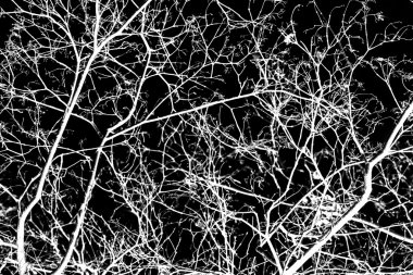 Bir siyah beyaz ağaç dalları