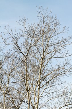 Çıplak ağaç dalları