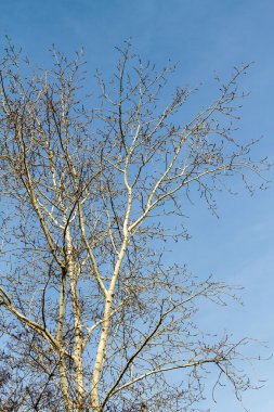 Çıplak ağaç dalları