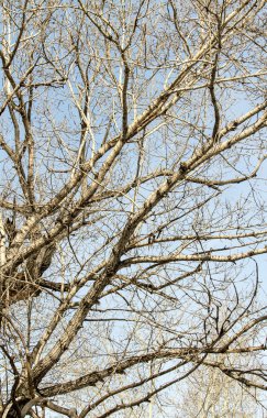 Çıplak ağaç dalları