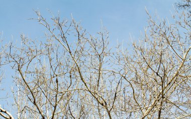 Çıplak ağaç dalları