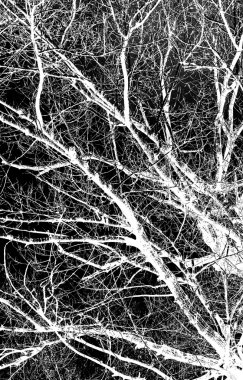 Bir siyah beyaz ağaç dalları