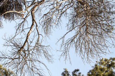 Çıplak ağaç dalları