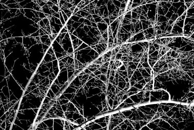 Bir siyah beyaz ağaç dalları