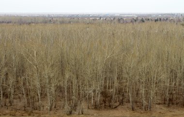 Bahar Orman ağaçları ile