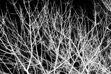 Bir siyah beyaz ağaç dalları