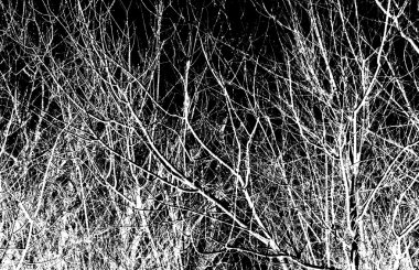 Bir siyah beyaz ağaç dalları