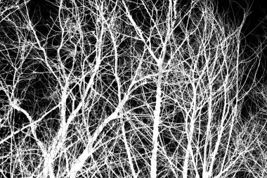 Bir siyah beyaz ağaç dalları