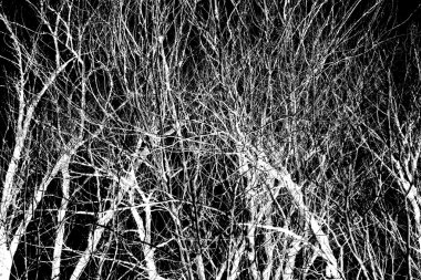 Bir siyah beyaz ağaç dalları