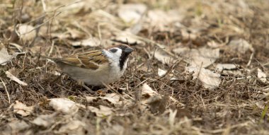 Yerde oturan kuş serçe
