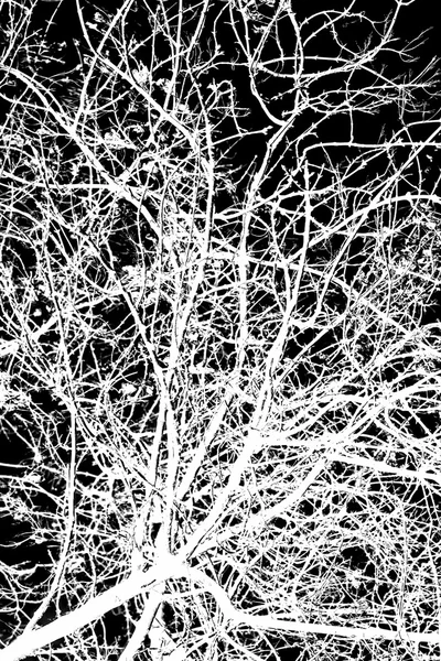 Cabang pohon putih pada warna hitam — Stok Foto