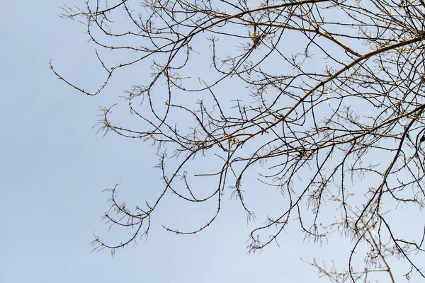 裸树分枝 — 图库照片