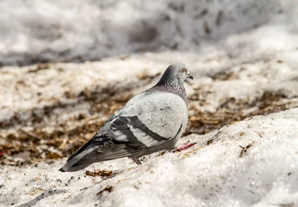 Gray dove in nature — Stock Photo, Image