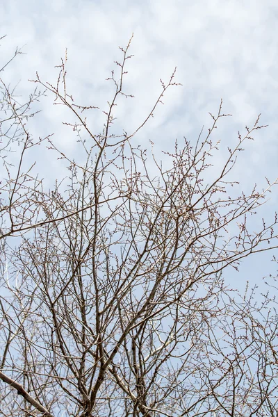 Bare tree branches — Stock Photo, Image