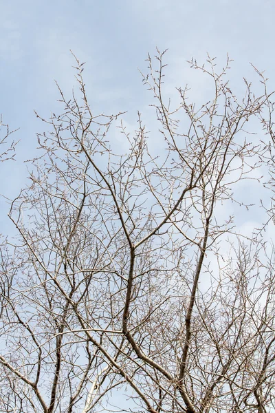 Holé větve stromů — Stock fotografie