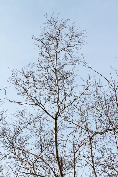 Çıplak ağaç dalları — Stok fotoğraf