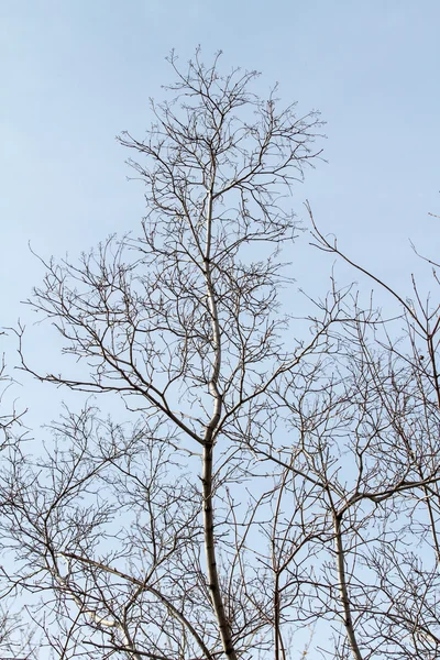 Bare tree branches — Stock Photo, Image