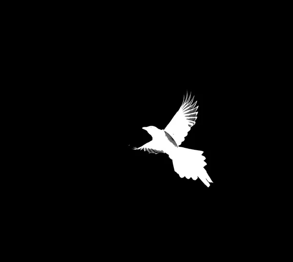 黑色背景的鸟 — 图库照片