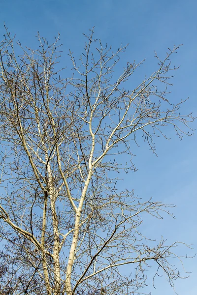 Gołe gałęzie drzew — Zdjęcie stockowe