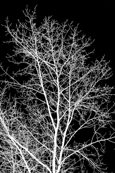Ramos de árvore branca em um preto — Fotografia de Stock