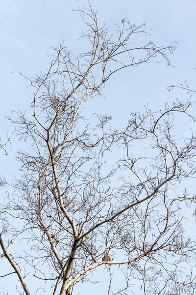 裸树分枝 — 图库照片