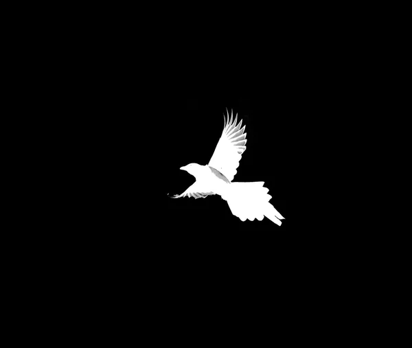 Bird on a black background — Stock Photo, Image