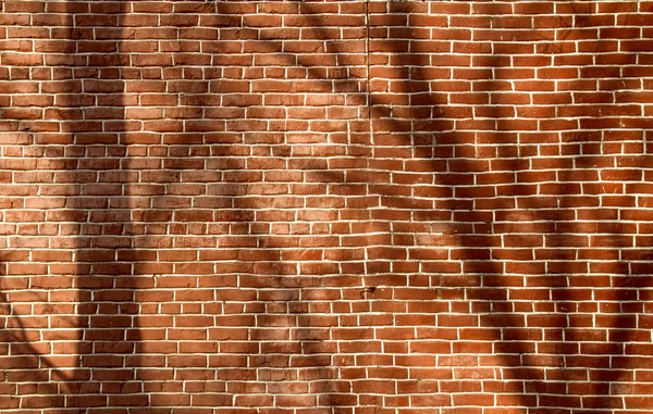 Baumschatten an der Wand — Stockfoto